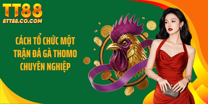 Cách tổ chức một trận đá gà thomo chuyên nghiệp