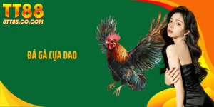 Đá Gà Cựa Dao Trên TT88 - Đỉnh Cao Đối Kháng Tốc Độ