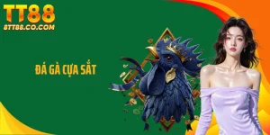 Đá Gà Cựa Sắt - Những Màn So Tài Cuồng Nhiệt Đến Nghẹt Thở