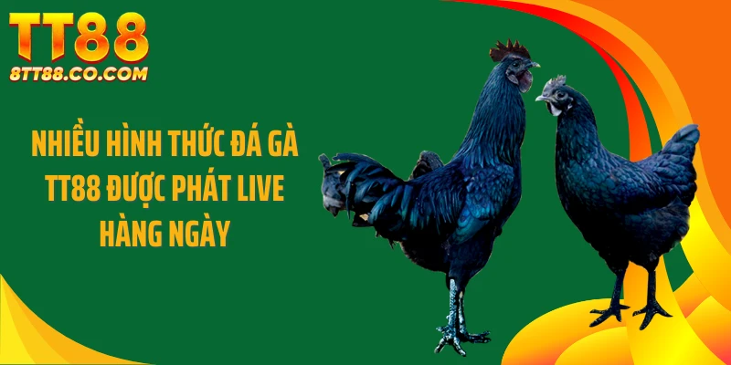 Nhiều hình thức đá gà TT88 được phát live hàng ngày